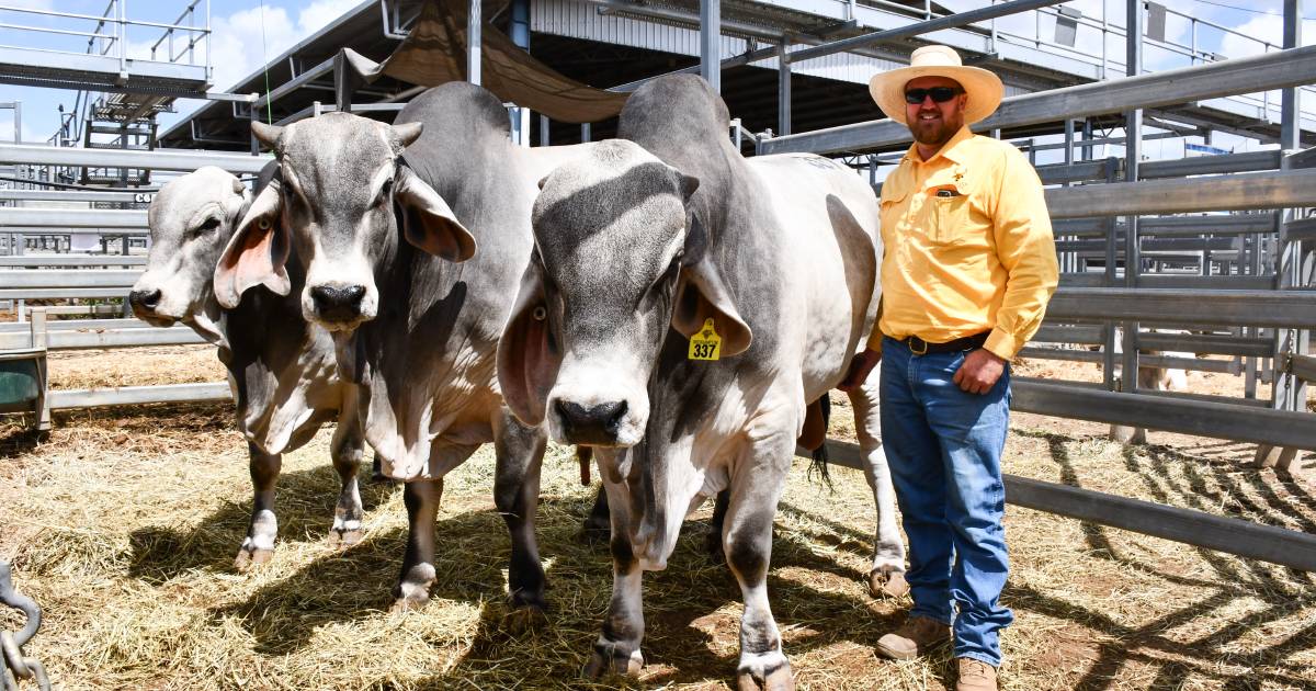 Age is just a number for cows in this bull breeding operation