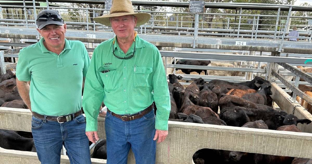 Steers sell to 274c/$662 at Gracemere