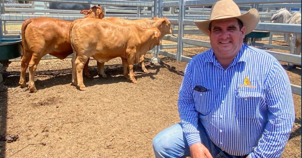 Heifers reach 288c/kg at Gracemere