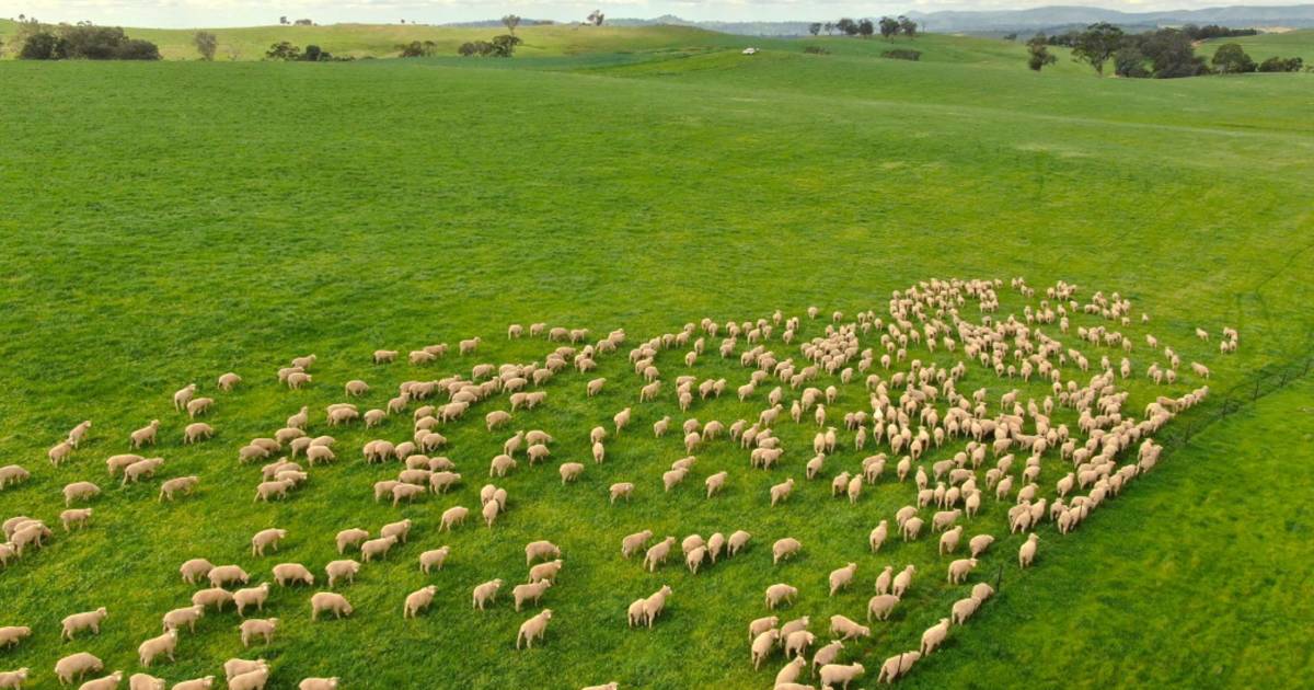 Eastern Riverina performer with large scale 32,000 DSE capacity