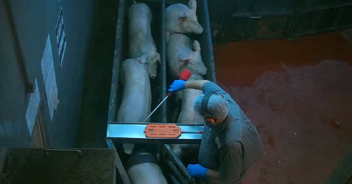 Animal activists publish footage filmed inside Riverina piggery