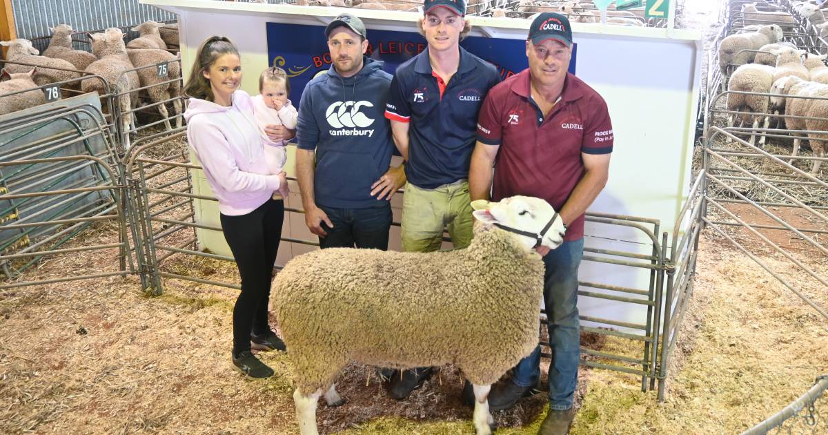 Cadell Border Leicester stud’s 77th annual sale results | The Land