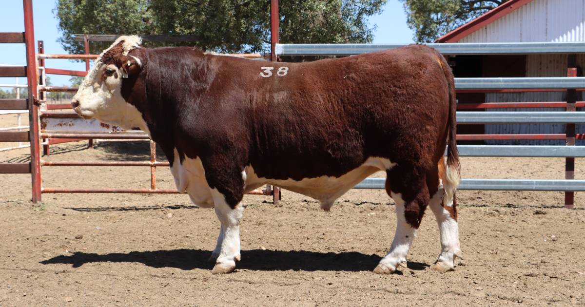 Warren Point bulls head to Channel Country