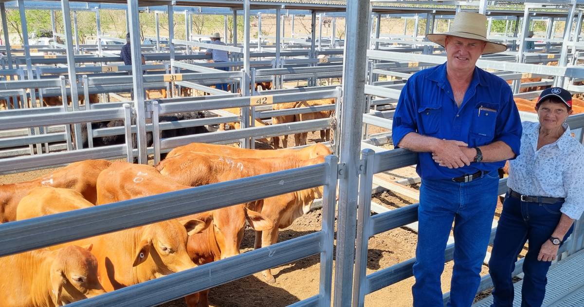 Restocker steers sell to dearer market at Beaudesert