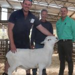 Carinya and Windaroo deliver top Northern Tablelands performance