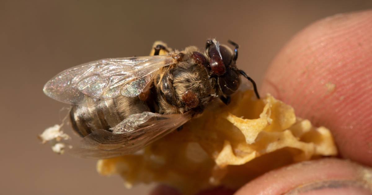 Beekeepers could learn from livestock and turn to genetic testing