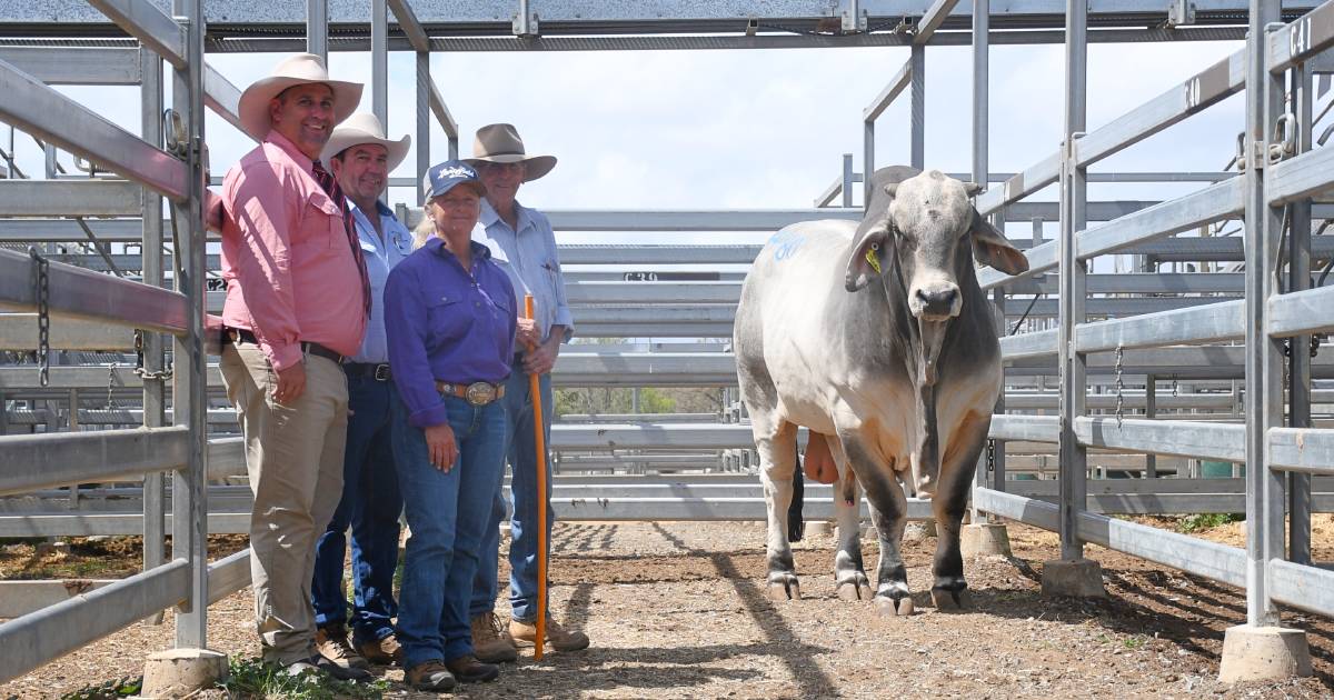 Brahman Week 2023 sees solid results conitnue on day two | Queensland Country Life