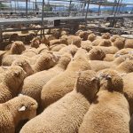 How Longhorns found a home in Mount Isa