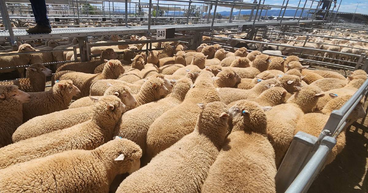 Are there signs of a lamb market recovery?