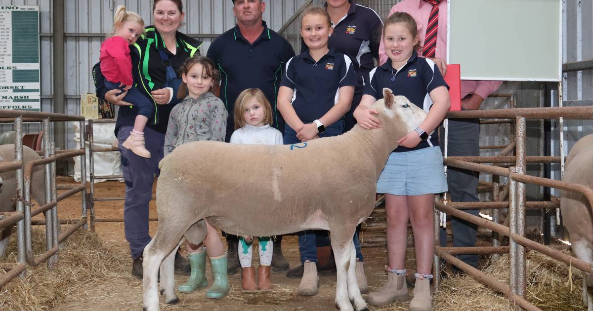 Poll Dorset, Texel and Suffolk rams in Kojonup sale | Farm Weekly