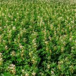 Central Queensland combine harvester sales up as harvest kicks on