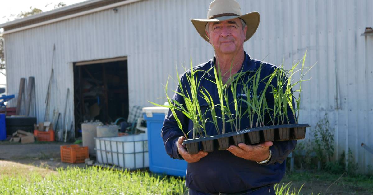 First time in a decade new sugarcane varieties planted at Bundaberg farm