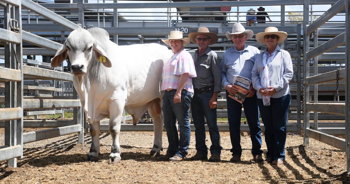 Brahman Week kicks of for 2023 with eight bulls over $30,000 | Queensland Country Life