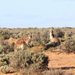 Pasture dieback webinar: Outcomes from seven years of DAF research across Qld