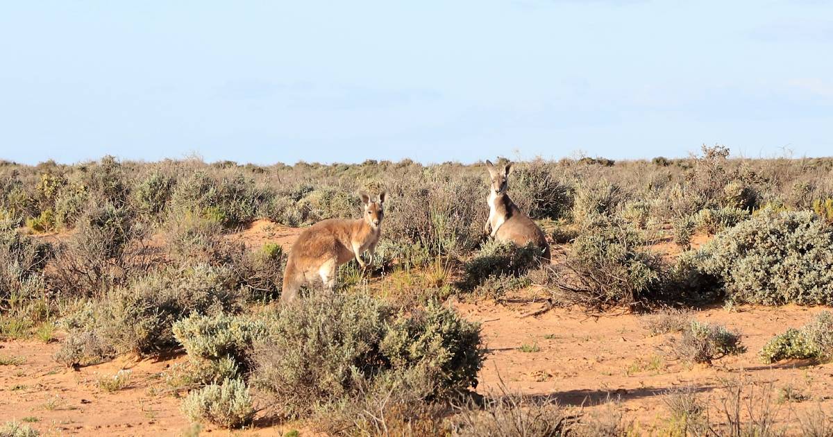 Kangaroo industry ‘not concerned’ at New Balance plan to stop using kangaroo leather | Queensland Country Life