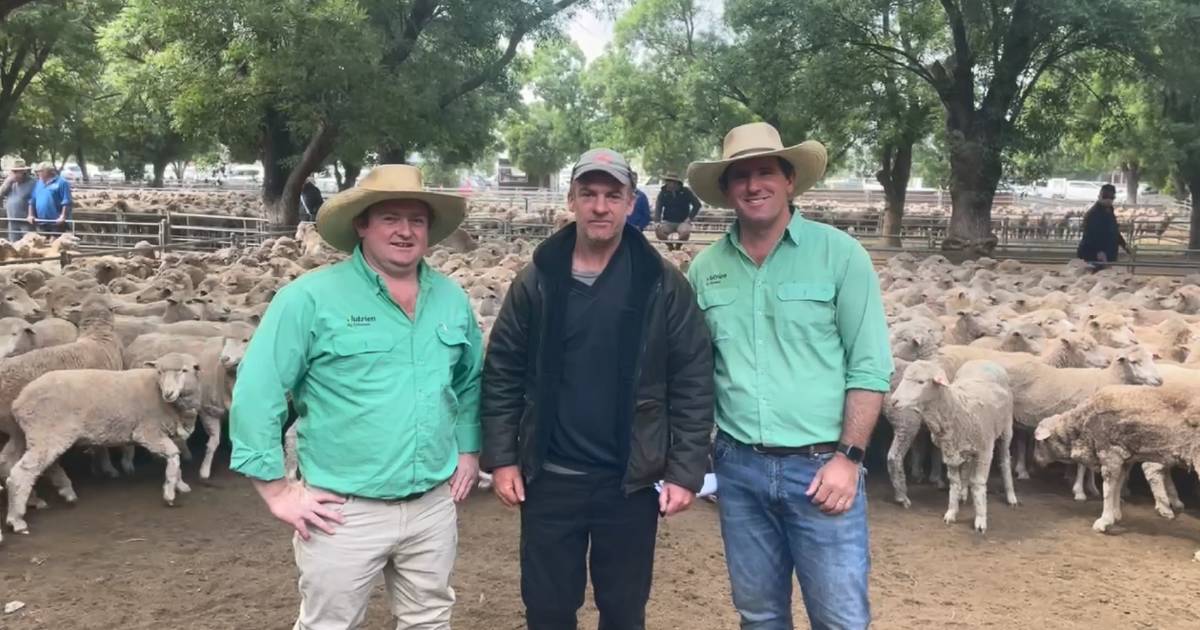 Rain lifts values at Deniliquin sheep sale | The Land