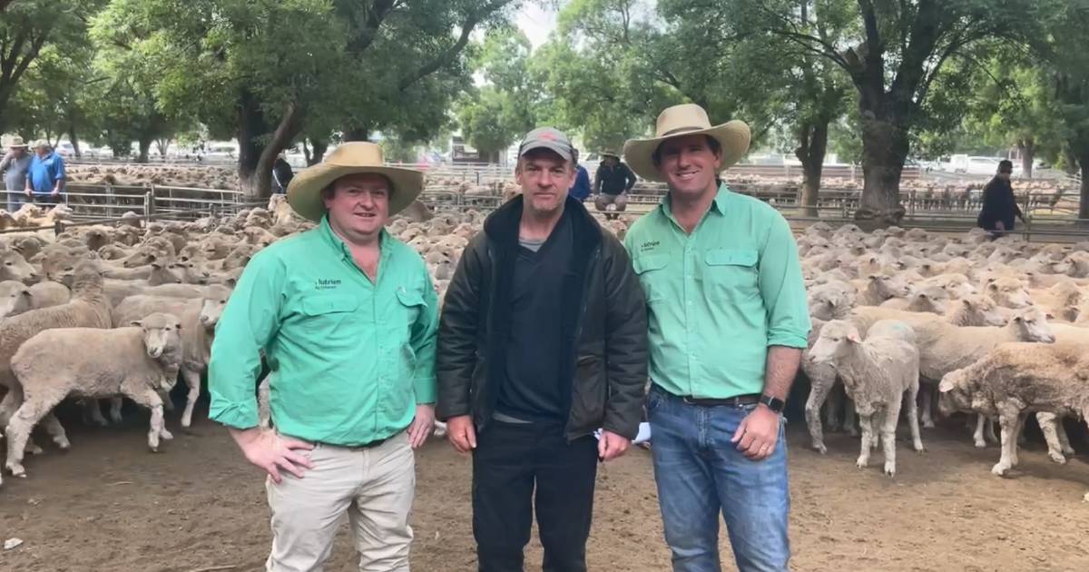 Rain lifted values at Deniliquin sheep sale | The Land