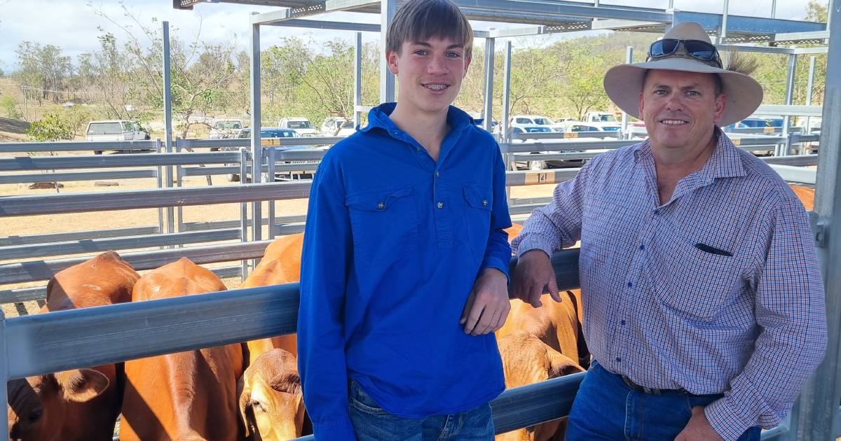 Santa steers 18 months sell for $800 at Beaudesert | Queensland Country Life