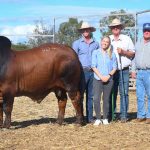 Top vendor averages on final day of Rockhampton Brahman Week Sale