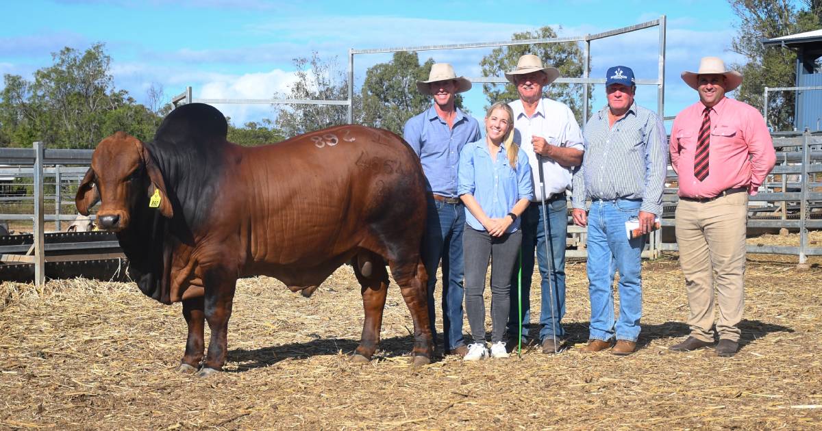 Two six figure bulls take 2023 Brahman Week to next level