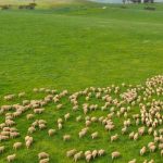 One point separates top two crops in canola competition