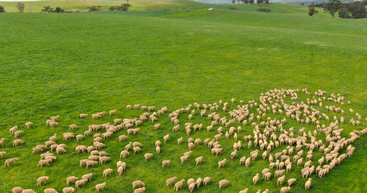 Farm land prices across NSW have continued to rise bucking the national trend | The Land