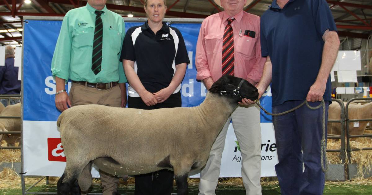 Royal Show All Breeds Ram and Ewe Sale well supported