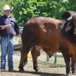 Great Northern Brahman Sale peaks at $70,000