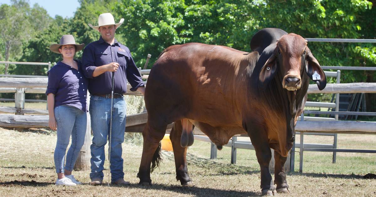 Bulls sell to $70,000 at Great Northern Brahman Sale