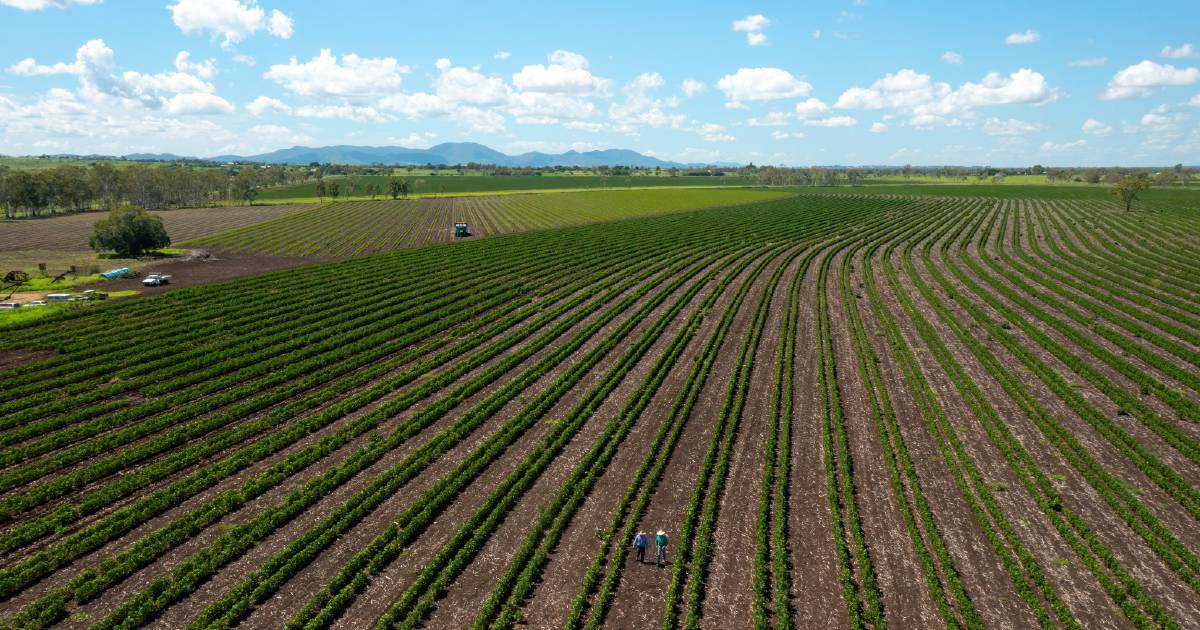 Free farm plans to manage reef water quality for Lower Fitzroy irrigators | Queensland Country Life