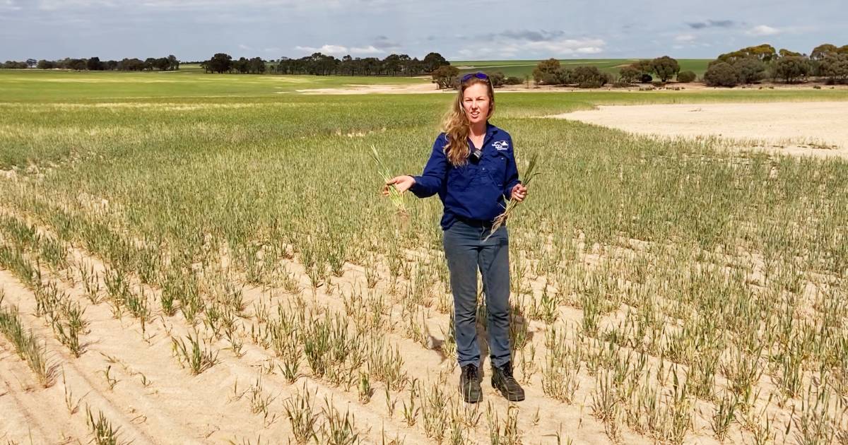 Solid crop on salt-affected land