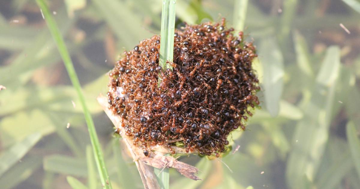 Inquiry into fire ant outbreak as window to stop pest closing