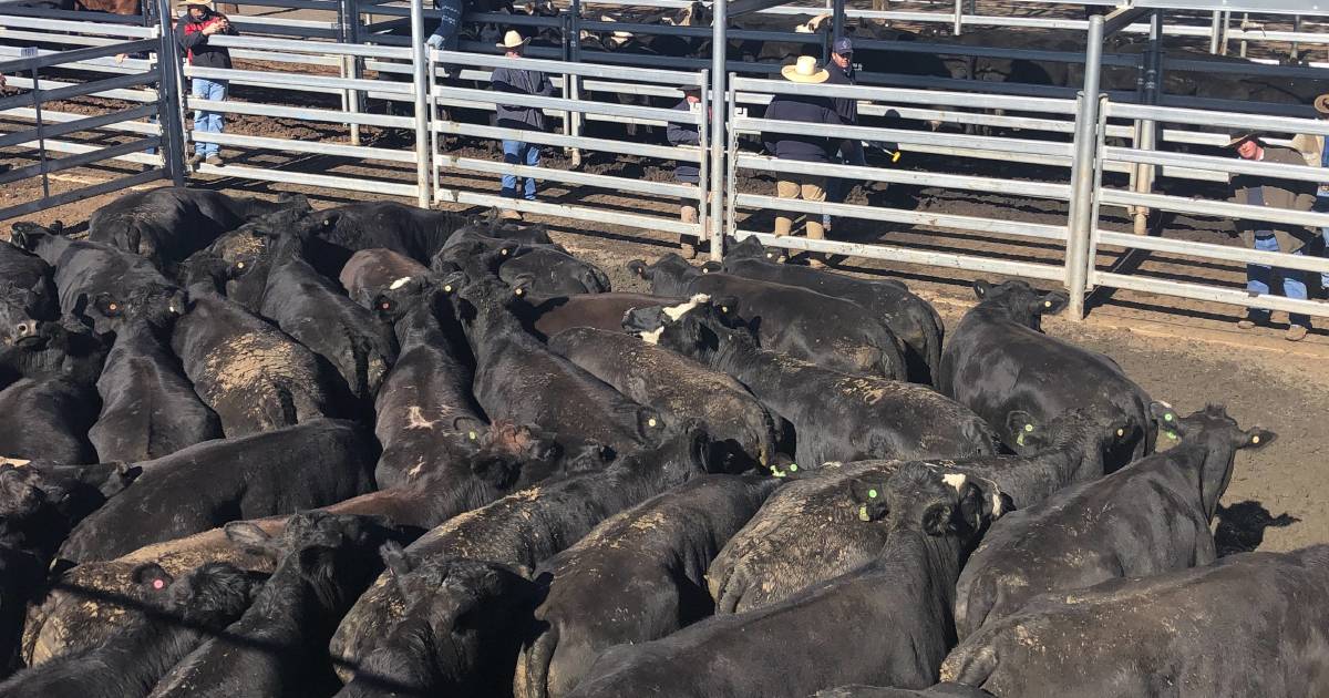 Cow and calf top Dubbo store sale at $400