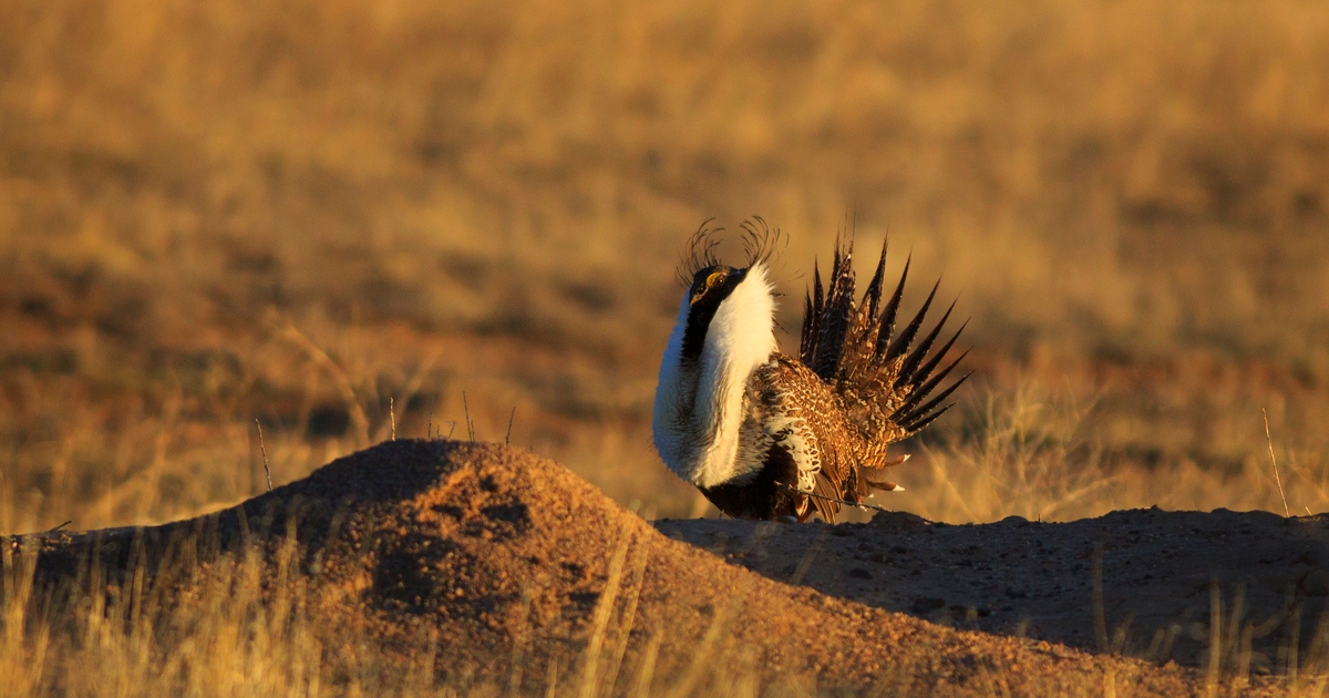 BLM urged to incorporate latest science in new sage grouse plans