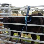 Brahman Week 2023 sees solid results conitnue on day two | Queensland Country Life