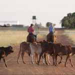 Texas Longhorns sell far and wide at Roma sale