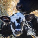 FDA grants supporting claims for dairy, beef replacement heifers