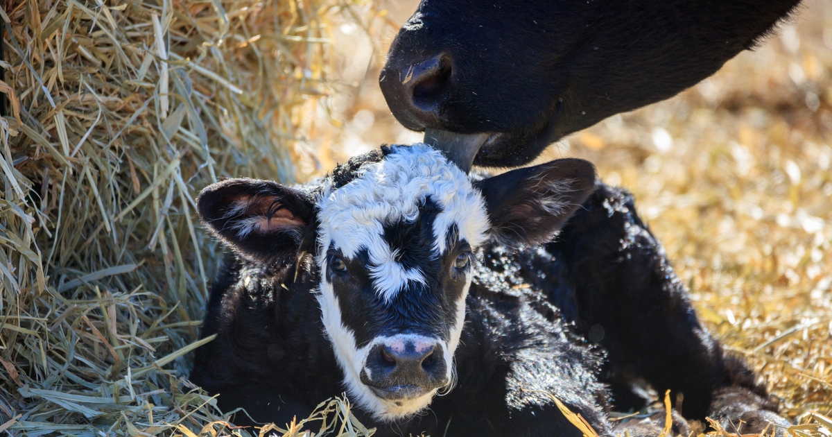 Colostrum key to saving beef calves from trouble