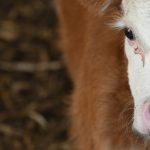 Sheep producers turning off more lamb