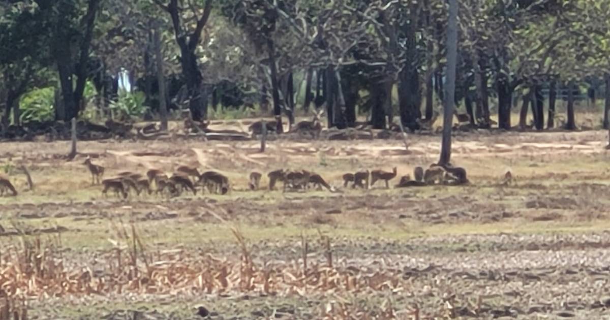 Council addressing feral deer in Burdekin region