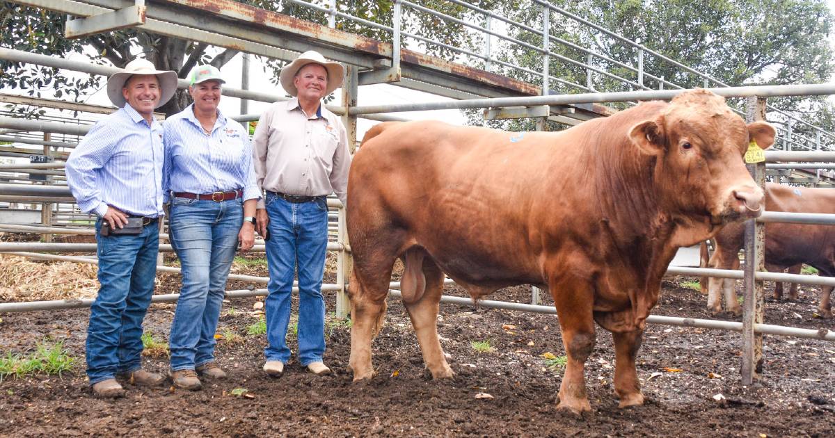 Ekka grand champion headlines inaugural Golden Advantage Sale at Clermont