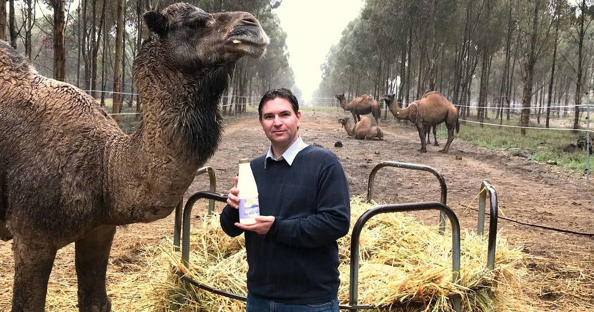 Good Earth Dairy Camel milk set to enter WA dairy market | Farm Weekly