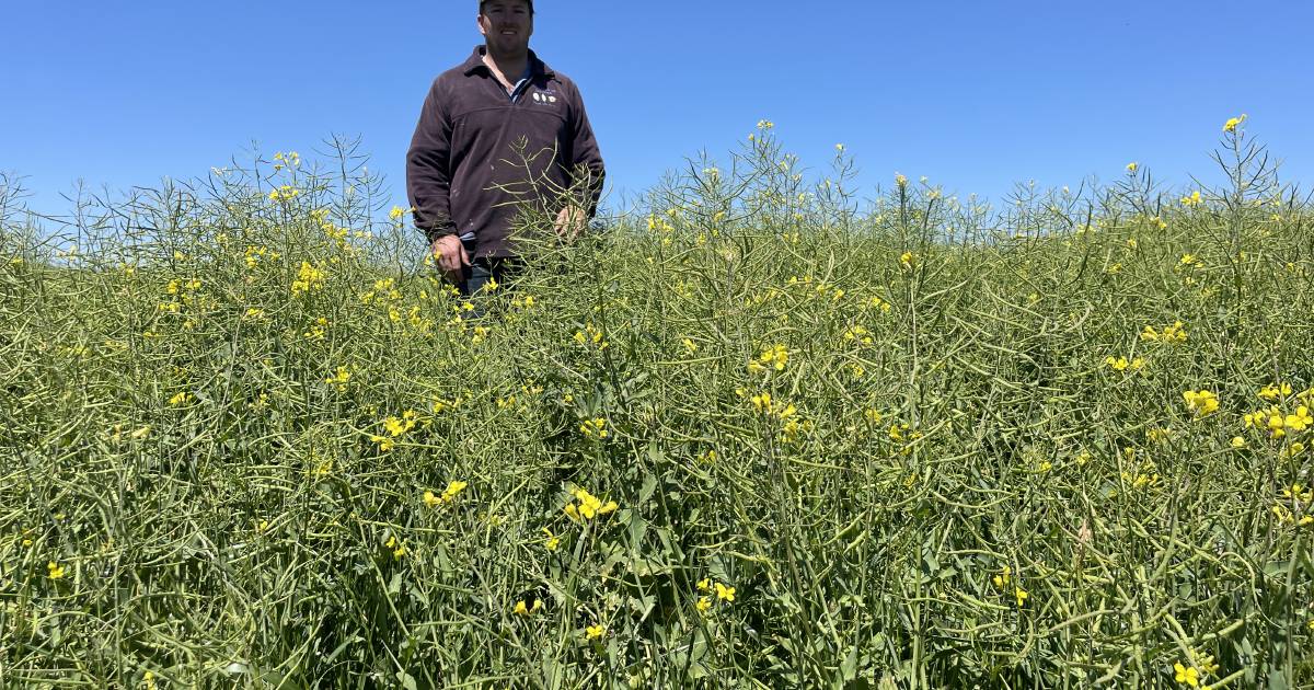 Canola at Boorowa hit by late frosts, dry finish