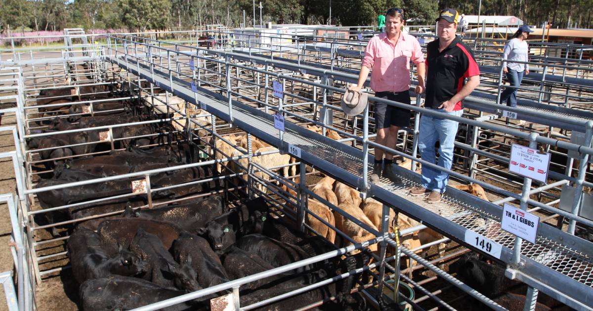 Beef steers make $1128 at Boyanup weaner sale | Farm Weekly