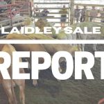 New online market indicators add to livestock pricing intel