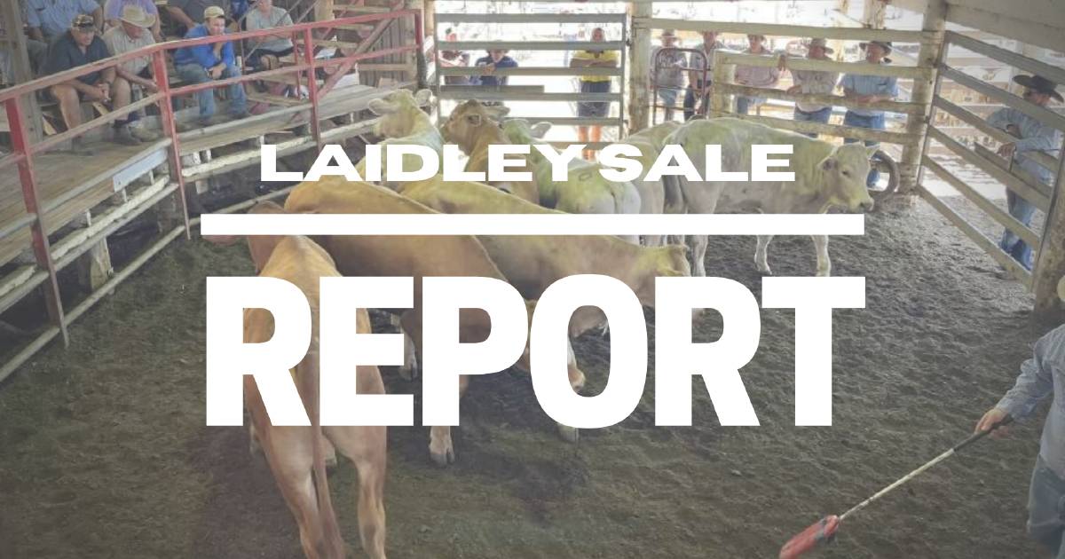 Market improves at Laidley