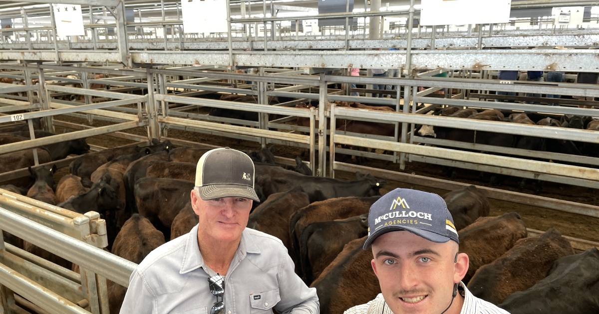 Rain livens Tamworth store sale by $150 to $200 a head | The Land