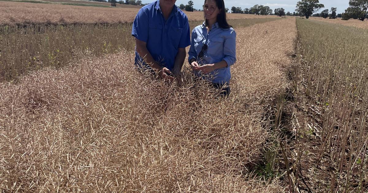 Canola at Berrigan has benefited from late rain| Photos