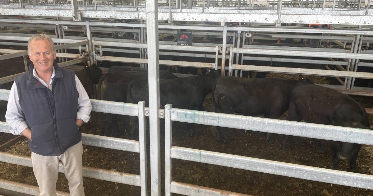 The heavier the better for grown steers