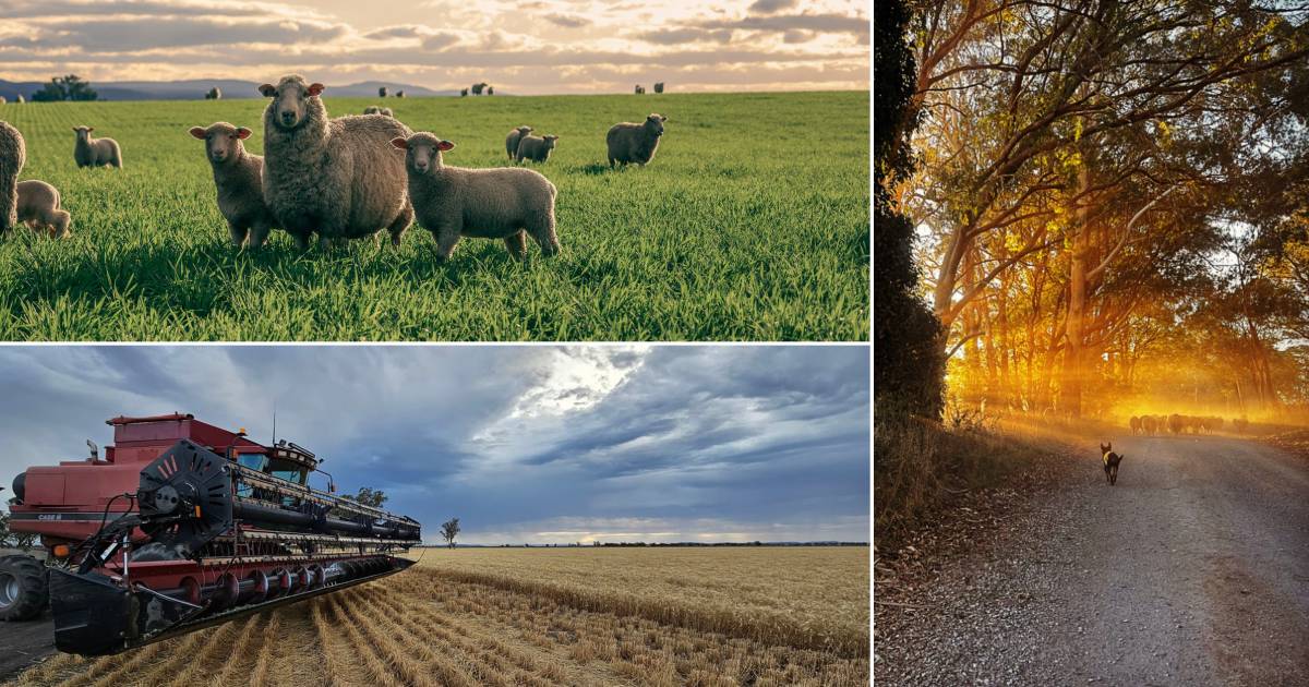 Stunning photos from readers of The Land for National Agriculture Day